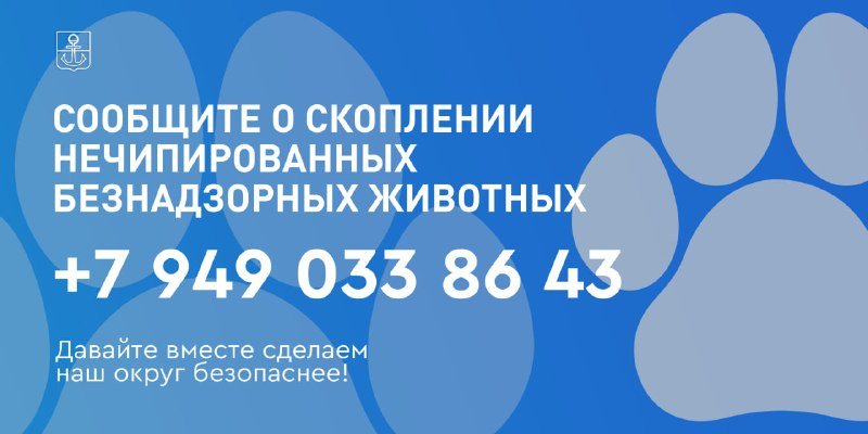 В Мариуполе по заявкам жителей работают пять групп отлова безнадзорных собак: куда звонить, фото 2 из 2